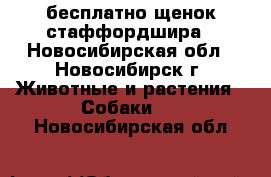 бесплатно щенок стаффордшира - Новосибирская обл., Новосибирск г. Животные и растения » Собаки   . Новосибирская обл.